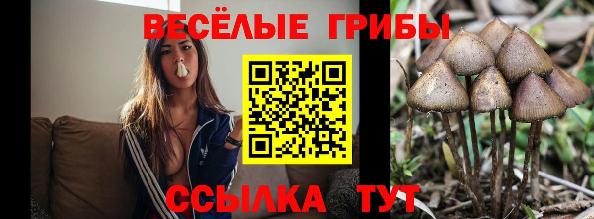 Псилоцибиновые грибы Cubensis Серпухов